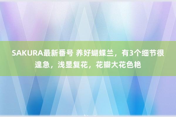 SAKURA最新番号 养好蝴蝶兰，有3个细节很遑急，浅显复花，花瓣大花色艳